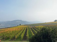 Piemont Castiono Weinreisen Degustationen Trauenhaenge
