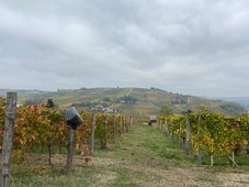 Piemont Castiono Weinreisen Degustationen Reben